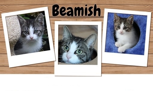 [ Foto van Beamish ]